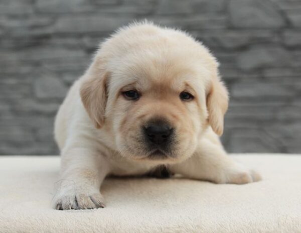 Neo Labrador Retriever Neo Labrador Retriever