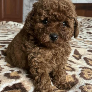 Nerika Toy Poodle