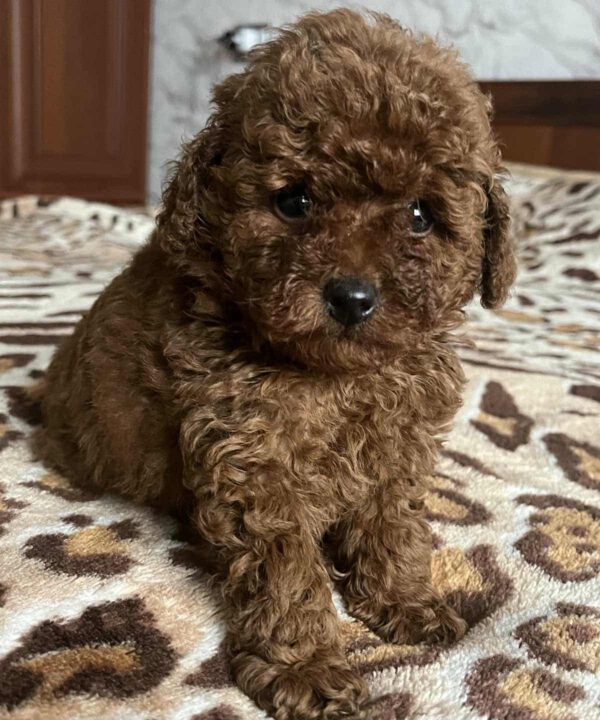 Nerika Toy Poodle