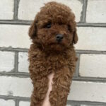 Nerika-female-toy-poodle-puppy-for-sale-1 (2)