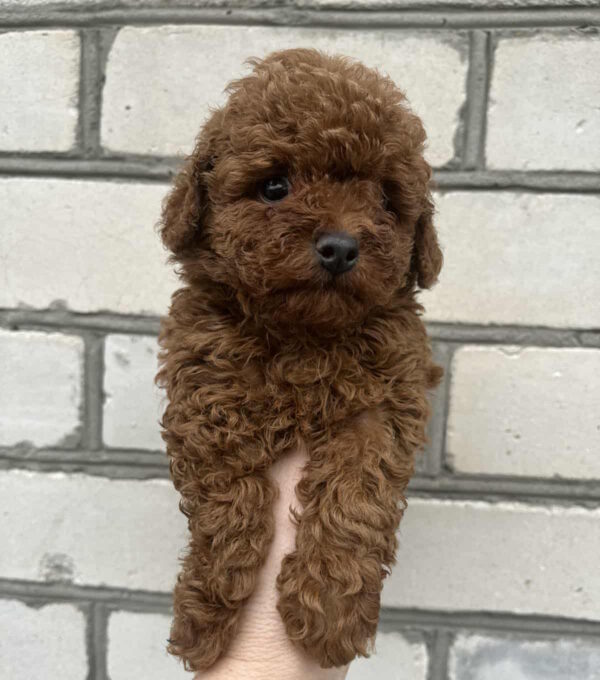 Nerika Toy Poodle