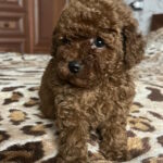 Nerika-female-toy-poodle-puppy-for-sale-1 (3)