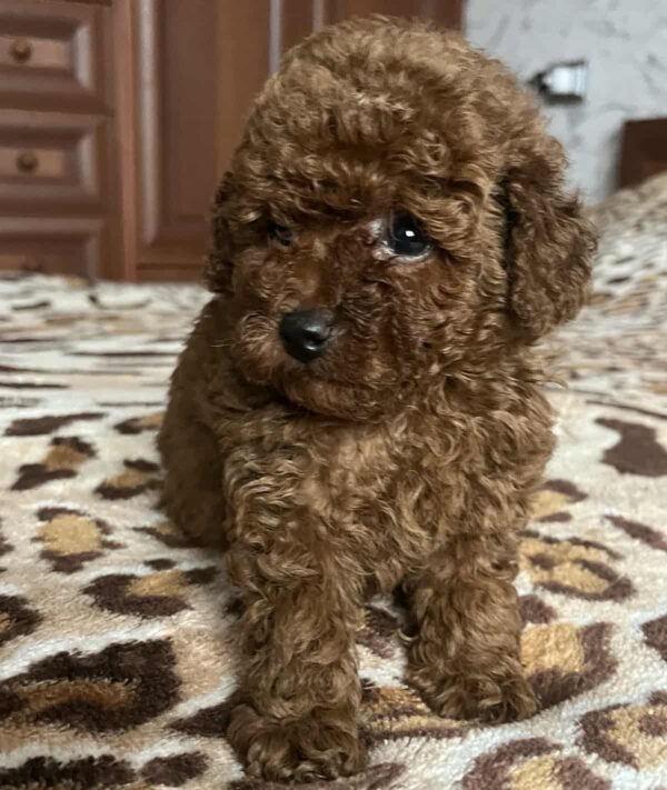 Nerika Toy Poodle