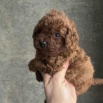 Nerika-female-toy-poodle-puppy-for-sale-1 (4)