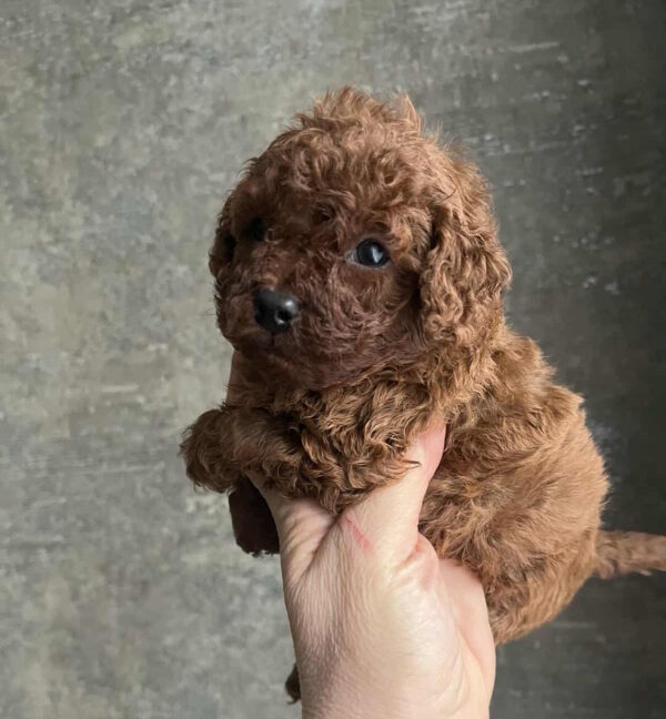 Nerika Toy Poodle