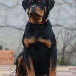 Neslamna-female-Rottweiler-puppy-for-sale-1