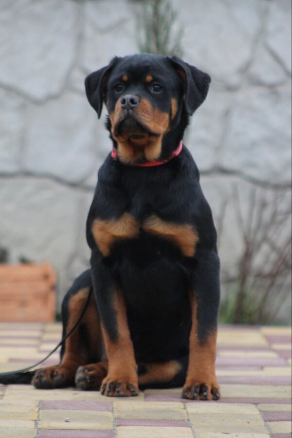 Neslamna Rottweiler Neslamna Rottweiler