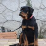 Neslamna-female-Rottweiler-puppy-for-sale-2