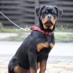 Neslamna-female-Rottweiler-puppy-for-sale-4