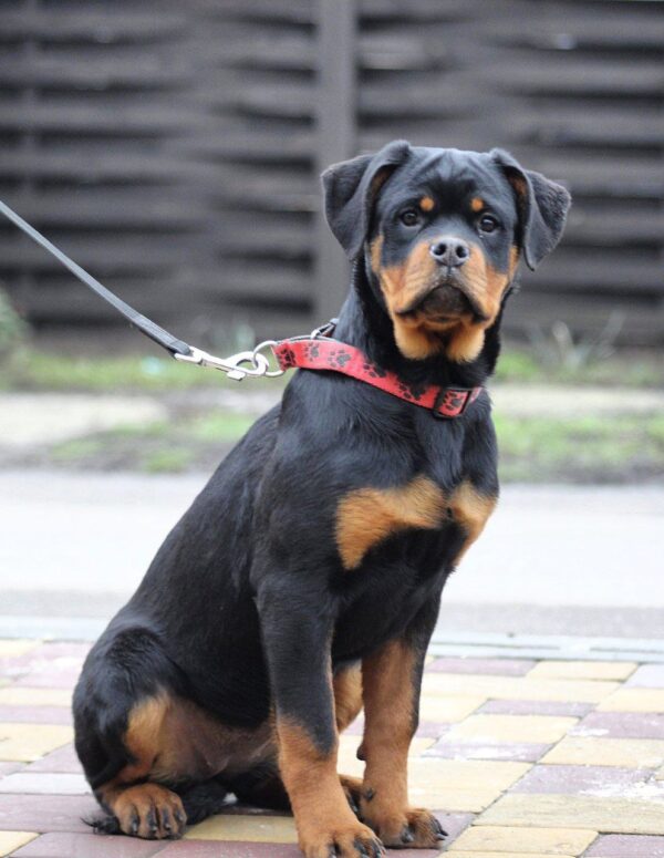 Neslamna Rottweiler Neslamna Rottweiler