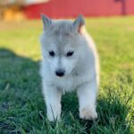 Nevery-female-Siberian-husky-puppy-for-sale-