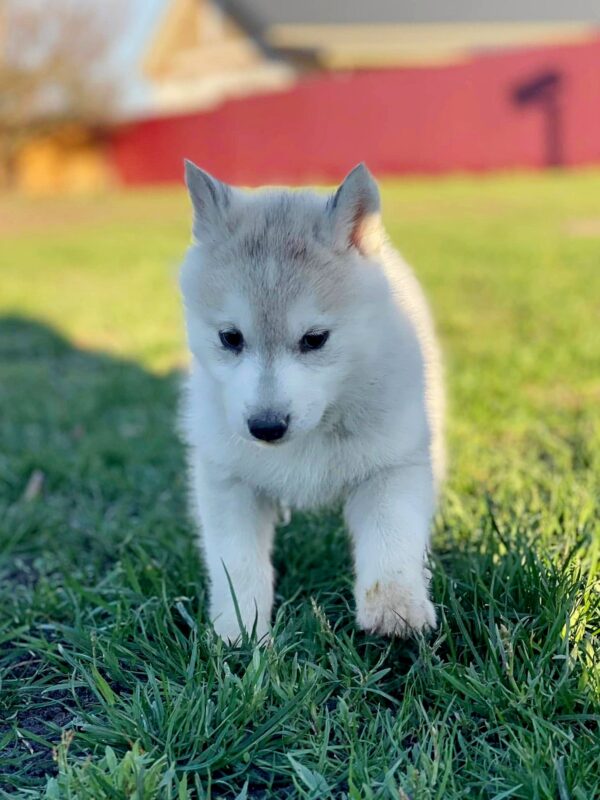 Nevery Siberian Husky Nevery Siberian Husky