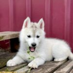 Nevery-female-Siberian-husky-puppy-for-sale-1