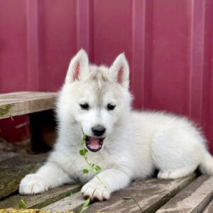 Nevery Siberian Husky Nevery Siberian Husky