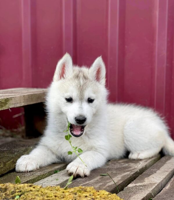 Nevery Siberian Husky Nevery Siberian Husky