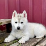 Nevery-female-Siberian-husky-puppy-for-sale-2