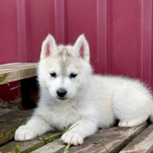 Nevery Siberian Husky Nevery Siberian Husky