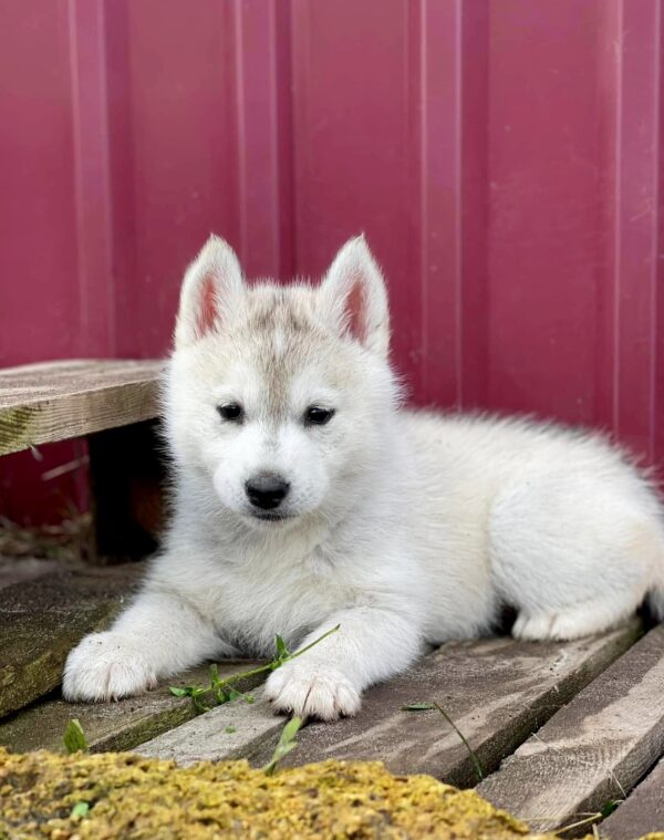 Nevery Siberian Husky Nevery Siberian Husky