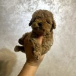 Nevill-male-Maltipoo-puppy-for-sale-1