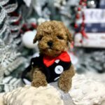 Nevill-male-Maltipoo-puppy-for-sale-2