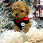 Nevill-male-Maltipoo-puppy-for-sale-3