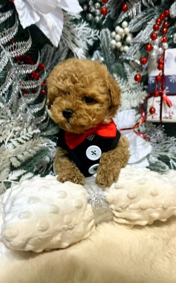 Nevill Maltipoo