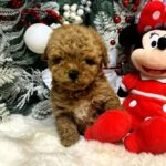 Nevill-male-Maltipoo-puppy-for-sale-4