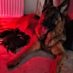 New-litter-female-German-Shepherd-puppy-for-sale-1