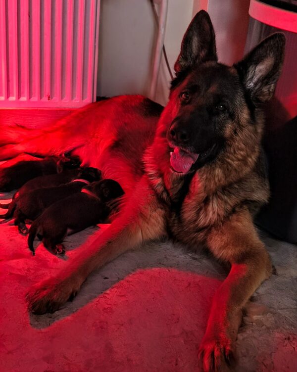 New litter German Shepherd New litter German Shepherd