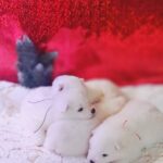 New-litter-female-Samoyed-puppy-for-sale-1 (1)