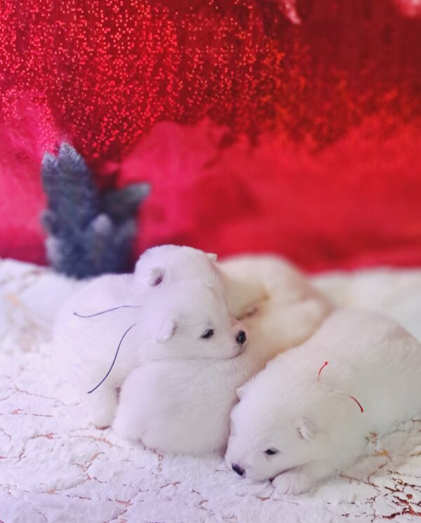 New litter Samoyed New litter Samoyed