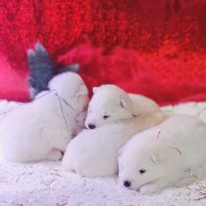 New litter Samoyed New litter Samoyed