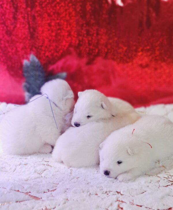 New litter Samoyed New litter Samoyed