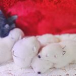 New-litter-female-Samoyed-puppy-for-sale-1 (3)