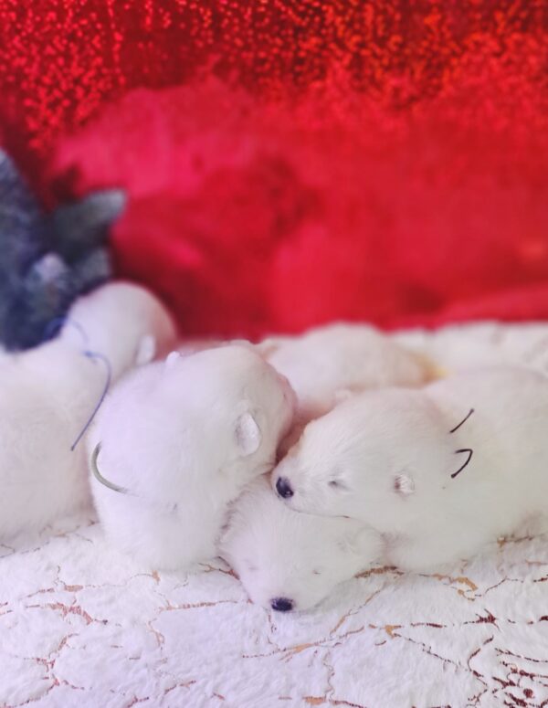 New litter Samoyed New litter Samoyed