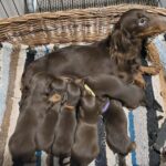 New-litter-female-miniature-dachshund-puppy-for-sale-1 (1)