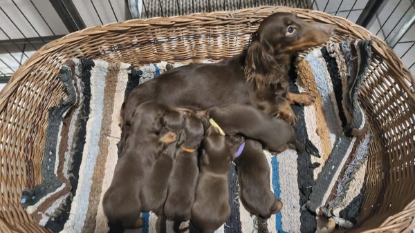 New litter Miniature Dachshund New litter Miniature Dachshund