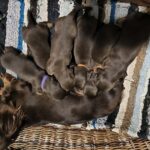 New-litter-female-miniature-dachshund-puppy-for-sale-1 (2)
