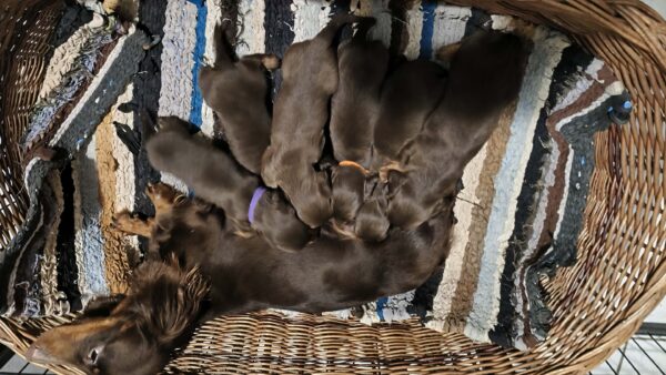 New litter Miniature Dachshund New litter Miniature Dachshund