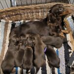 New-litter-female-miniature-dachshund-puppy-for-sale-1 (3)