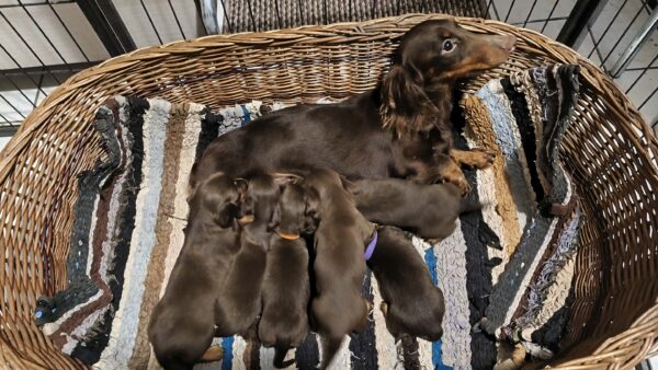 New litter Miniature Dachshund New litter Miniature Dachshund