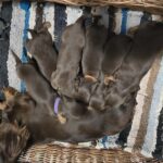 New-litter-female-miniature-dachshund-puppy-for-sale-1 (4)