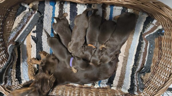 New litter Miniature Dachshund New litter Miniature Dachshund