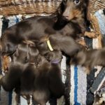 New-litter-female-miniature-dachshund-puppy-for-sale-1 (5)