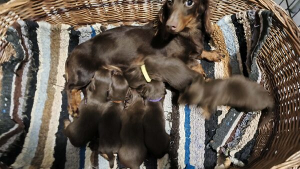 New litter Miniature Dachshund New litter Miniature Dachshund