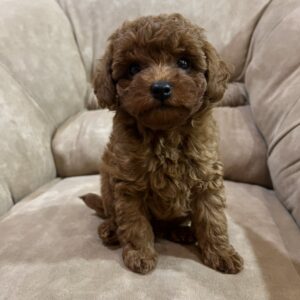 Nex Toy Poodle