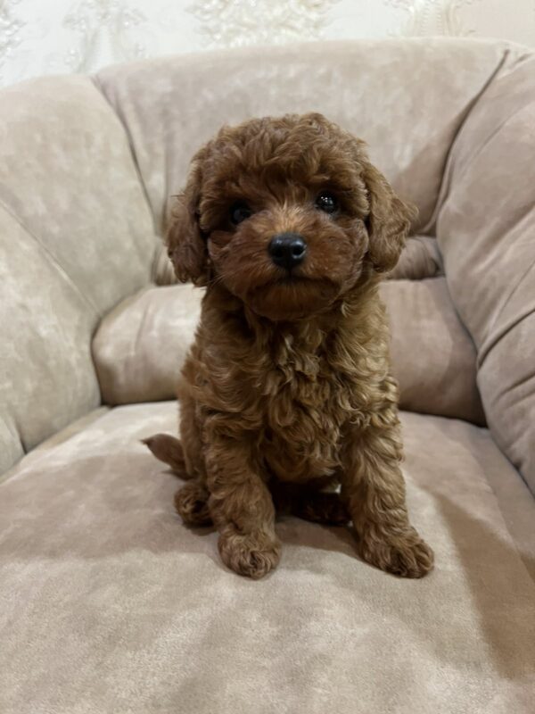 Nex Toy Poodle