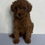 Nex-male-toy-poodle-puppy-for-sale-1 (2)