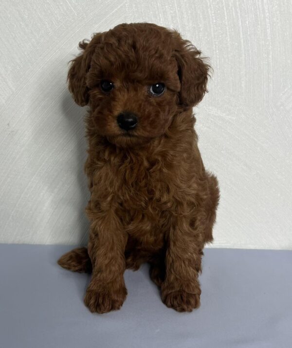 Nex Toy Poodle