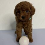 Nex-male-toy-poodle-puppy-for-sale-1 (3)